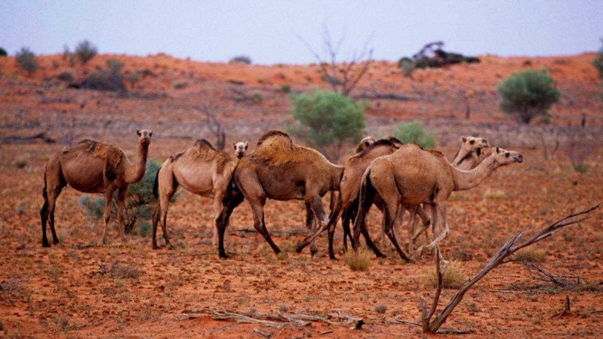 Avustralya’da 10 Binden Fazla Deve, Su Kaynaklarını Tükettiği Gerekçesiyle Öldürülecek