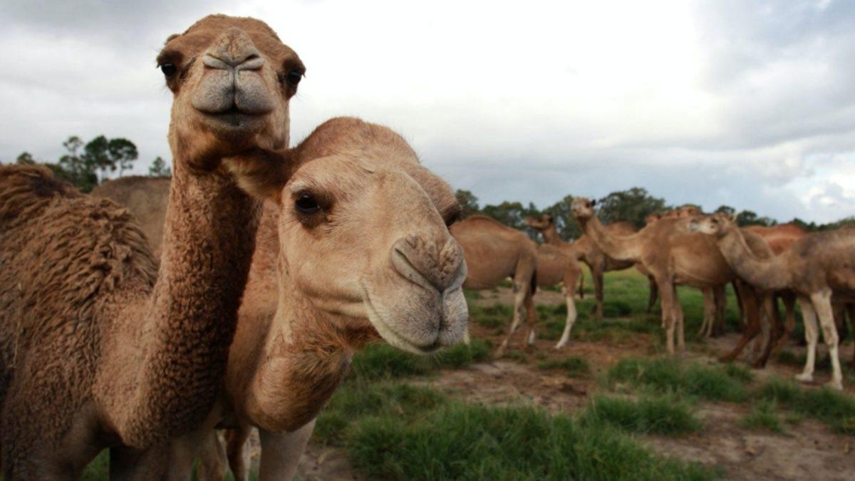 Avustralya’da 10 Binden Fazla Deve, Su Kaynaklarını Tükettiği Gerekçesiyle Öldürülecek