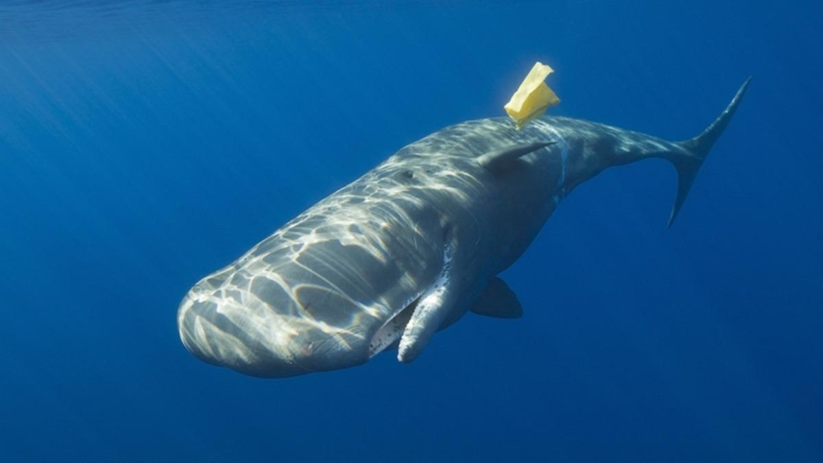 Çevre Kirliliği, Okyanusların Derin Bölgelerinde Yaşayan Hayvanları Tehdit Etmeye Başladı