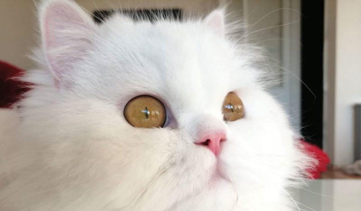 CES 2020’de Gördüğümüz En Garip 13 Cihaz