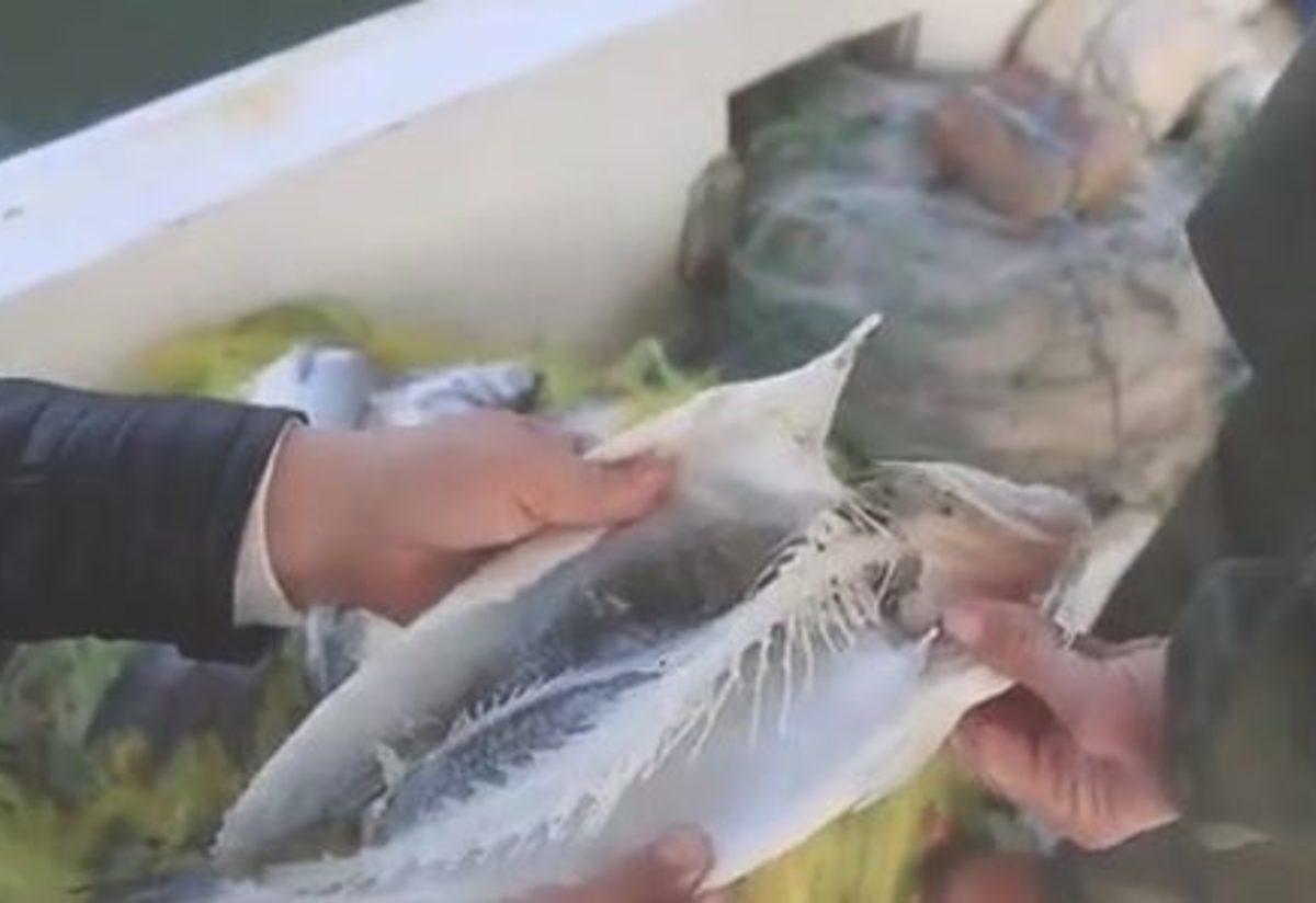 Muğla’daki Vampir Pireler Balıkları Canlı Canlı Yemeye Başladı