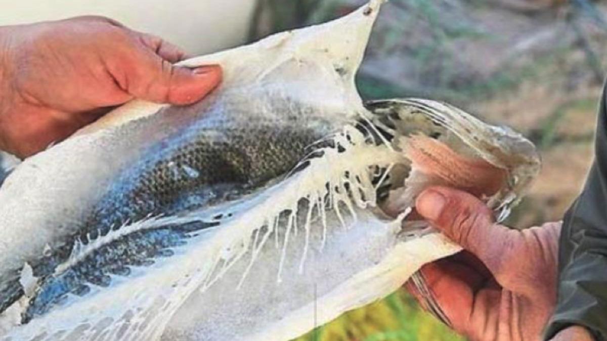 Muğla’daki Vampir Pireler Balıkları Canlı Canlı Yemeye Başladı