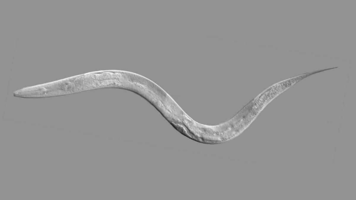 Bilim İnsanlarından Devrim Yaratacak Yaşlanma Karşıtı Çalışma