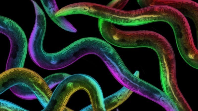 Bilim İnsanlarından Devrim Yaratacak Yaşlanma Karşıtı Çalışma