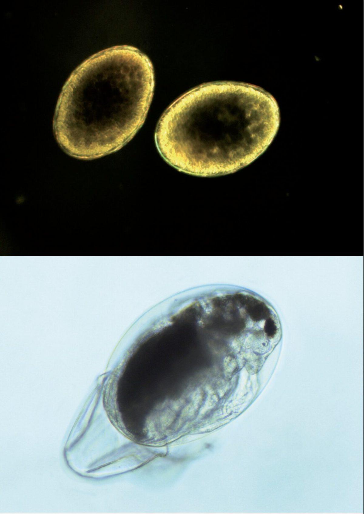 600 Yaşındaki Su Pireleri, Çevre Kirliliğine Uyum Sağlamanın Anahtarı Olabilir