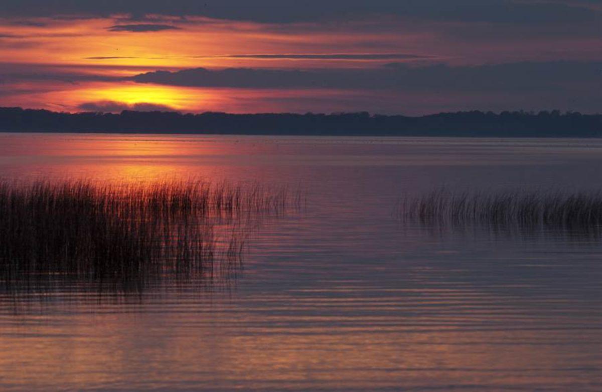600 Yaşındaki Su Pireleri, Çevre Kirliliğine Uyum Sağlamanın Anahtarı Olabilir