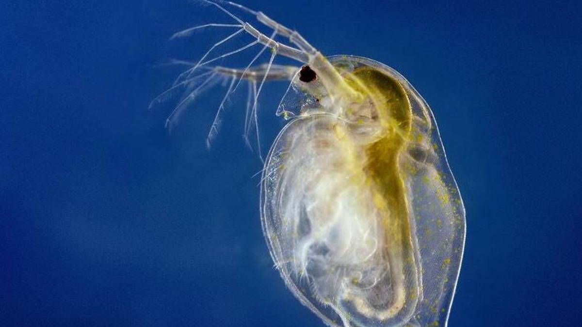 600 Yaşındaki Su Pireleri, Çevre Kirliliğine Uyum Sağlamanın Anahtarı Olabilir