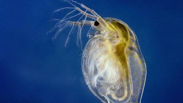 600 Yaşındaki Su Pireleri, Çevre Kirliliğine Uyum Sağlamanın Anahtarı Olabilir