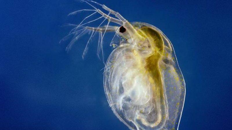 600 Yaşındaki Su Pireleri, Çevre Kirliliğine Uyum Sağlamanın Anahtarı Olabilir