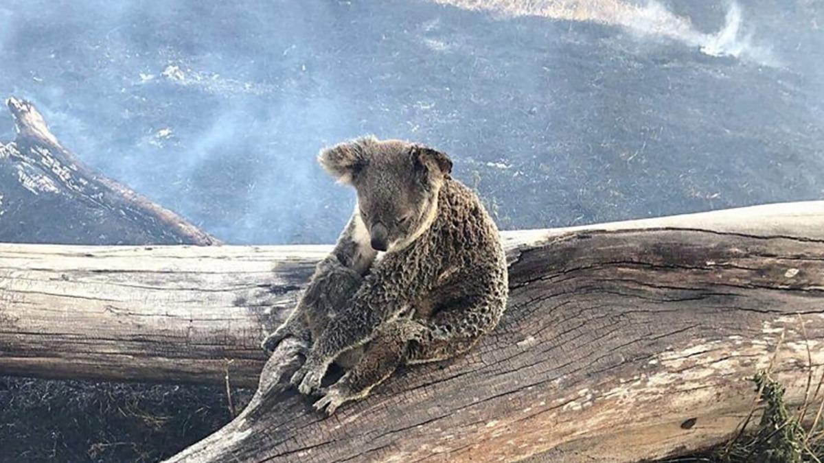 Avustralya’daki Yangın Felaketinden Gelen Rakamlar Dehşet Verici Boyutlarda