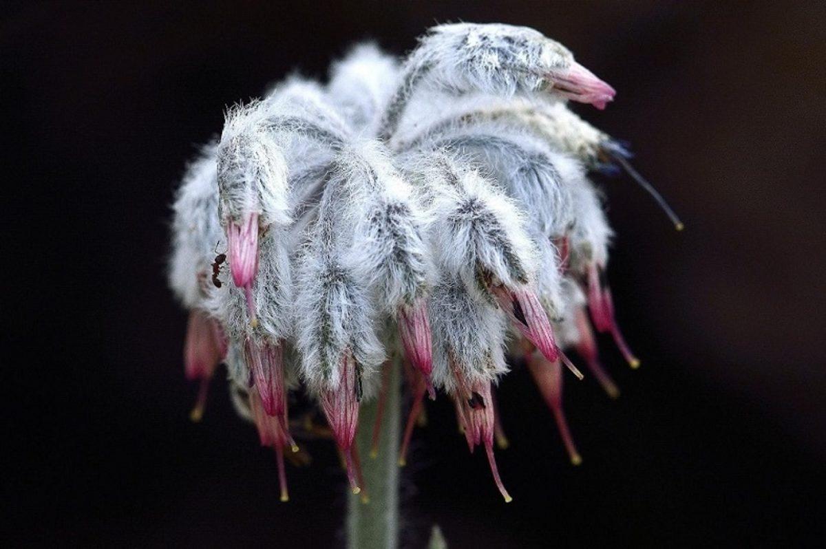 Dünyada Sadece Denizli’de Yetişen Yeni Bir Bitki Türü Keşfedildi