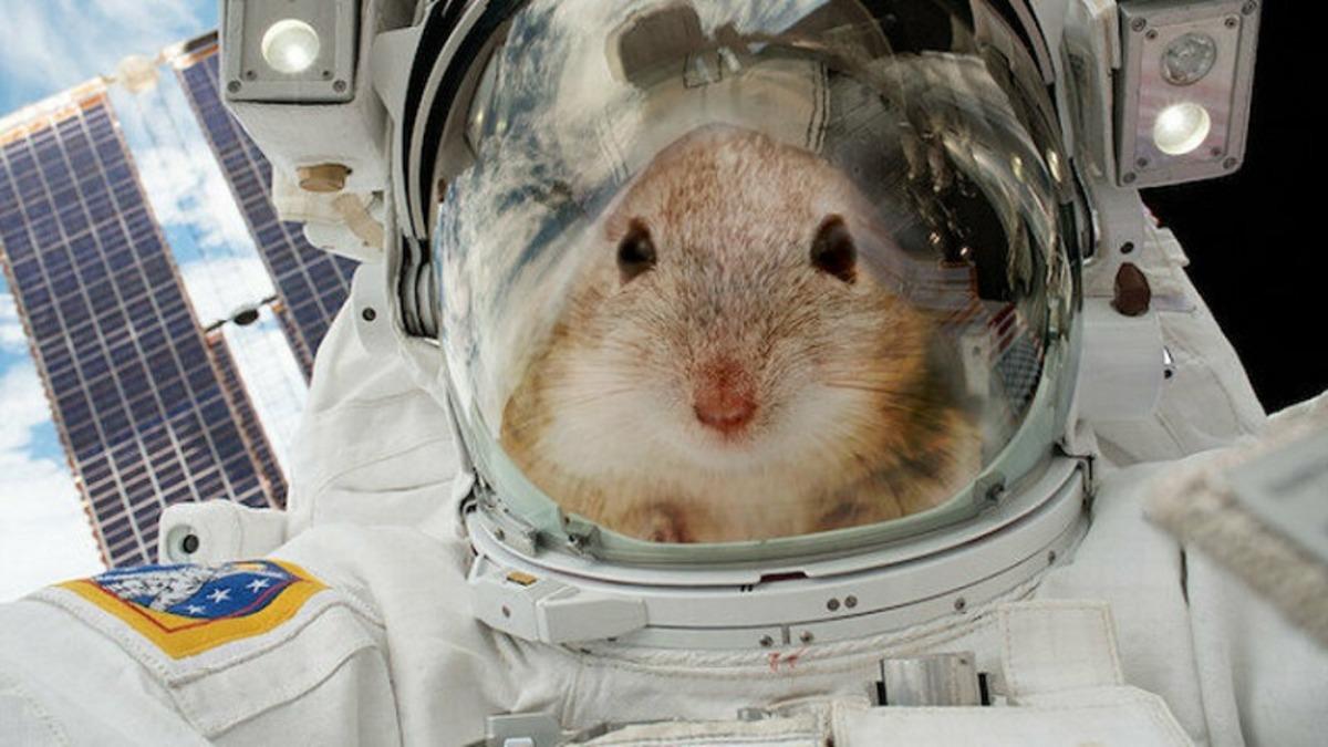 NASA’nın Süper Fareleri, Uzay İstasyonundan Dünya’ya Dönmeyi Başardı