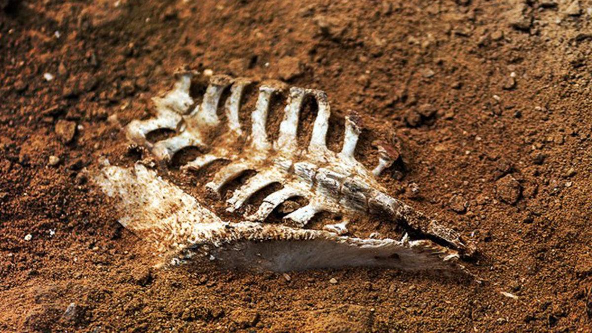 Bilim İnsanlarına Göre Gelecekte Bulunacak Fosillerin Çeşitliliği Sınırlı Olacak