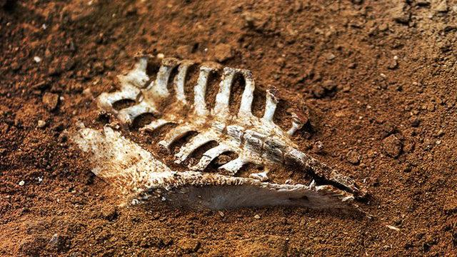 Bilim İnsanlarına Göre Gelecekte Bulunacak Fosillerin Çeşitliliği Sınırlı Olacak