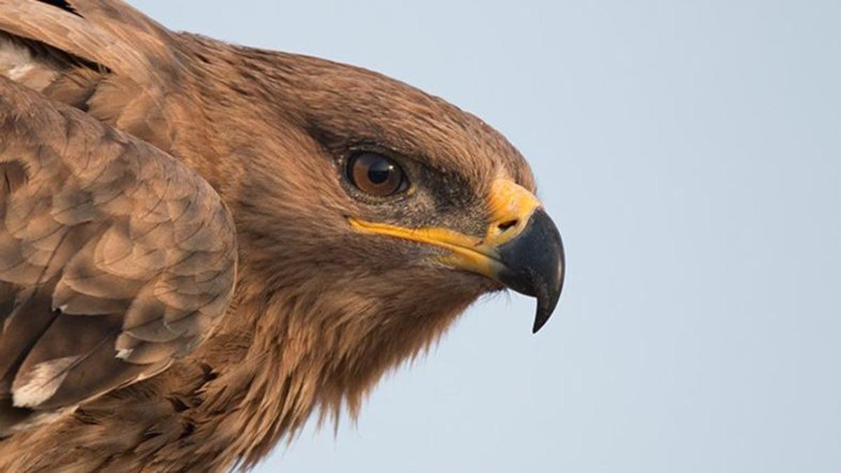 GPS ile Takip Edilen Bir Kartalın 20 Yıllık Yolculuğunun Haritası Çıkarıldı