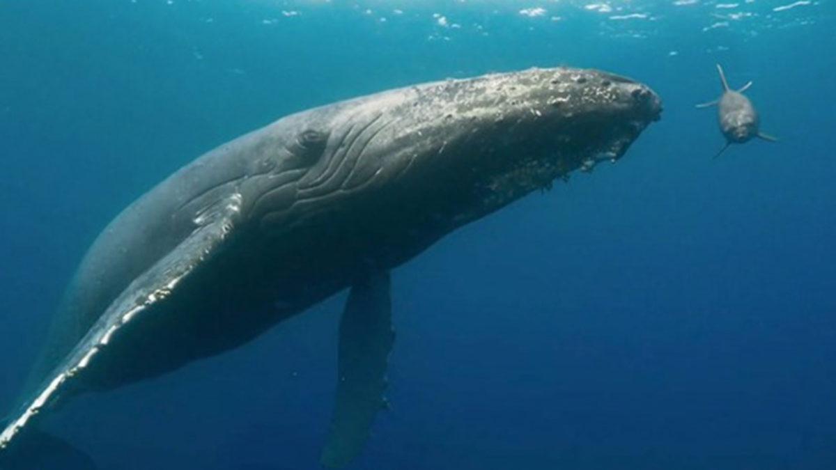 Güneş Fırtınaları, Gri Balinaların Okyanuslarda Kaybolmalarına Sebep Oluyor