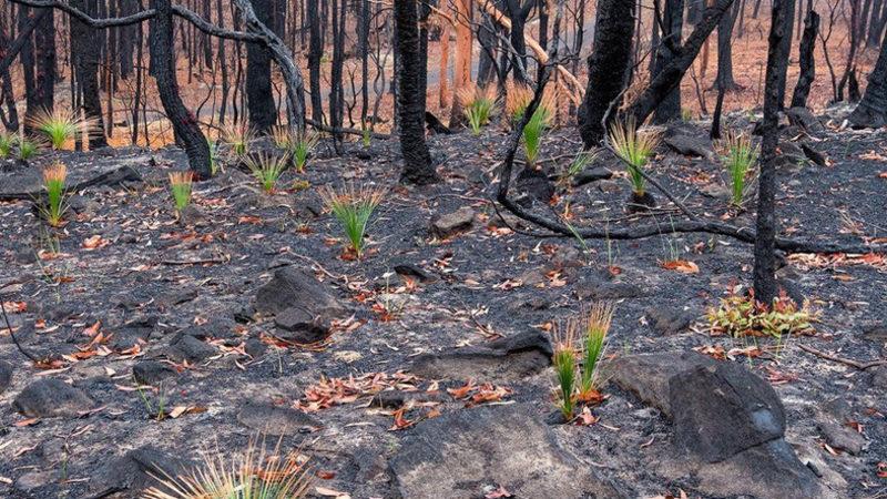 Kül Olan Avustralya’da Doğa, Yeniden Canlanmaya Başladı