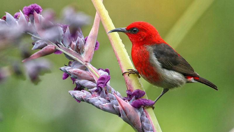 Araştırmacılar, 10 Yeni Kuş Türü Keşfederek Bir İlke İmza Attı