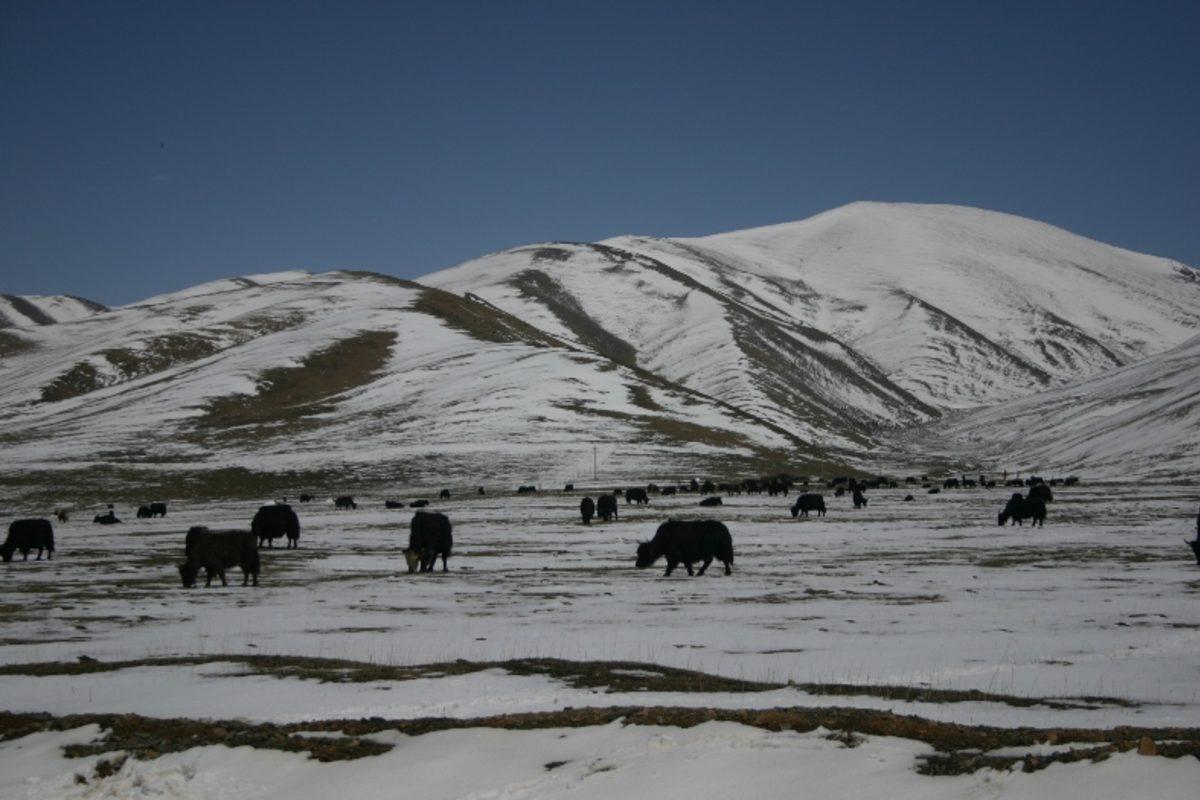 Araştırmacılar, Bir Buzulda Daha Önce Görülmemiş Virüsler Buldular