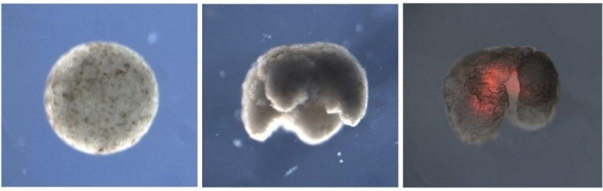 Bilim İnsanları, Tamamen Canlı Hücrelerden Oluşan İlk Robotları Üretti