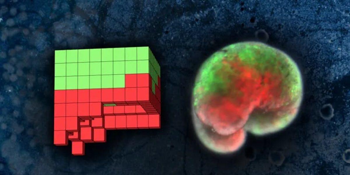 Bilim İnsanları, Tamamen Canlı Hücrelerden Oluşan İlk Robotları Üretti