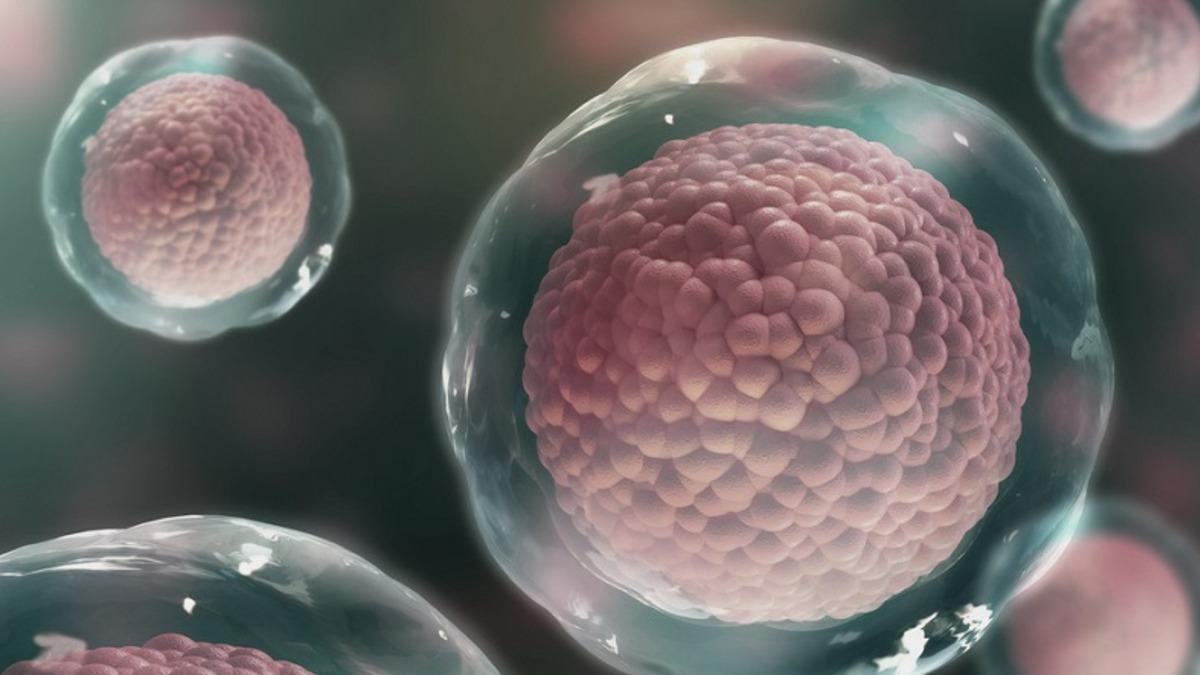 Bilim İnsanları, Tamamen Canlı Hücrelerden Oluşan İlk Robotları Üretti