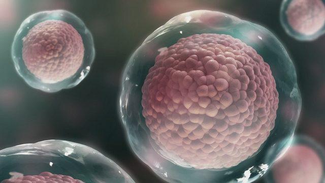 Bilim İnsanları, Tamamen Canlı Hücrelerden Oluşan İlk Robotları Üretti