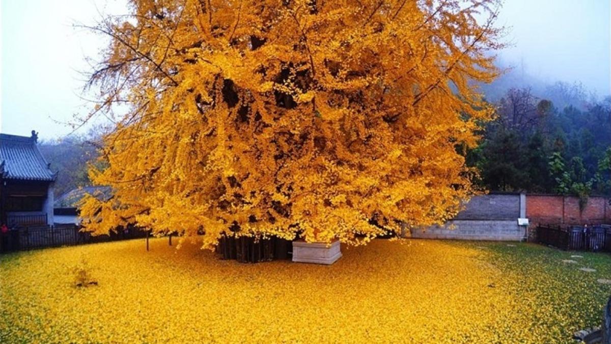 Bilim İnsanları, 1.000 Yıldan Daha Uzun Yaşayabilen Ağaçların Gizemini Çözdü