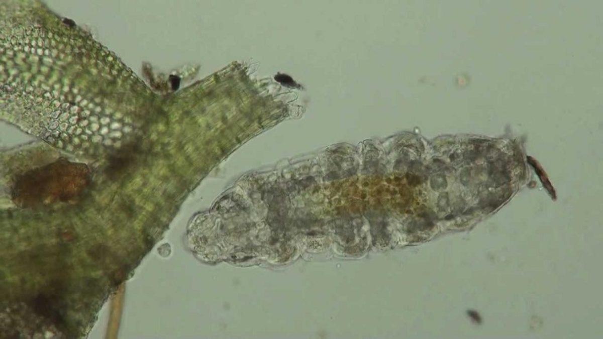 Bilim İnsanları, Dünyanın En Dayanıklı Hayvanının Zayıf Noktasını Buldular