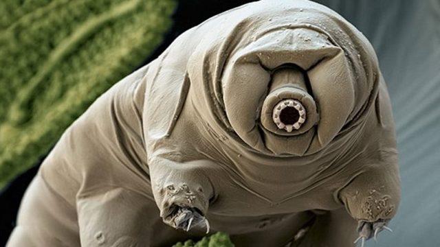 Bilim İnsanları, Dünyanın En Dayanıklı Hayvanının Zayıf Noktasını Buldular