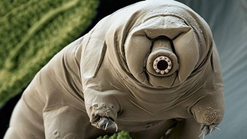 Bilim İnsanları, Dünyanın En Dayanıklı Hayvanının Zayıf Noktasını Buldular