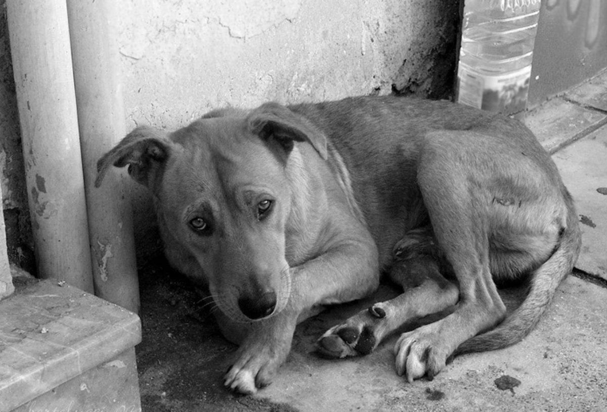 Neden Bazen Çaresiz Hisseder ve Pes Ederiz? (Seligman Deneyi)