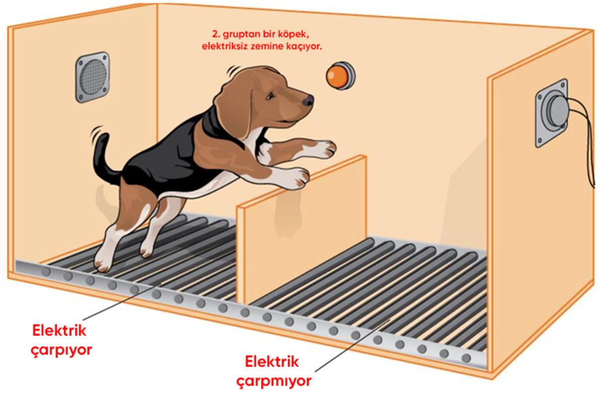 Neden Bazen Çaresiz Hisseder ve Pes Ederiz? (Seligman Deneyi)