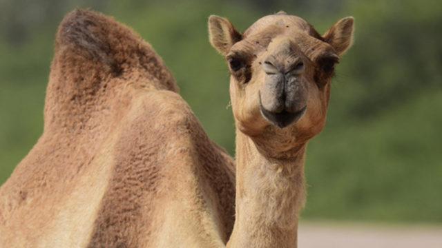 Avustralya, Kuraklık Nedeniyle 5 Bin Yabani Deveyi Öldürdü