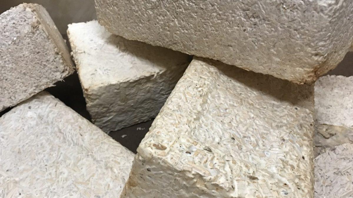 NASA’ya Göre Gelecekte Ay ve Mars’taki Evlerimiz Mantarlardan Yapılabilir