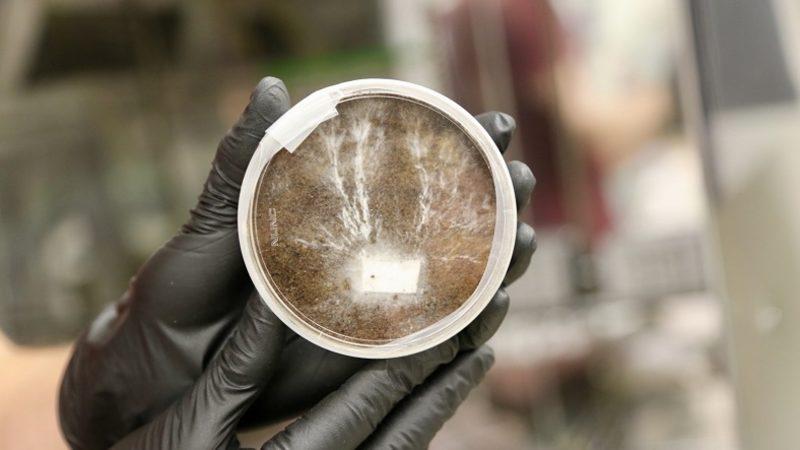 NASA’ya Göre Gelecekte Ay ve Mars’taki Evlerimiz Mantarlardan Yapılabilir