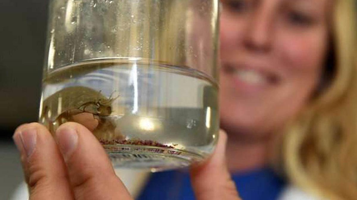 Mikroplastikler, Kum Yengeçlerinin Ölüm Oranlarını Artırıyor