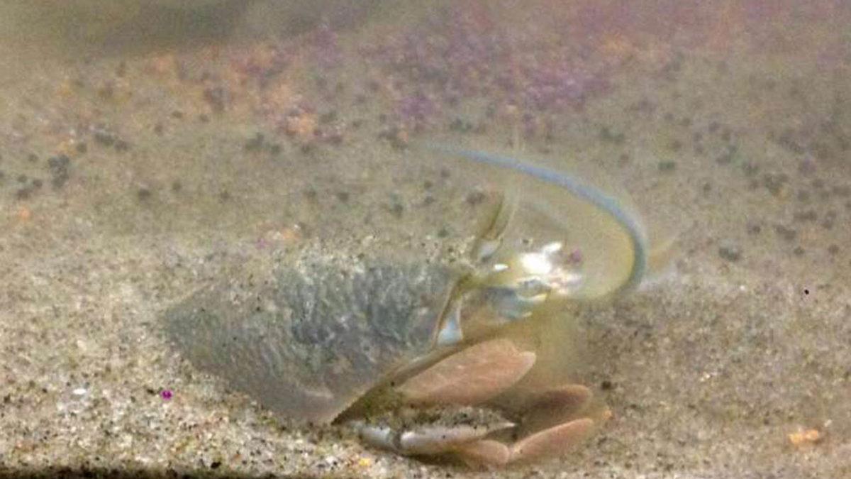 Mikroplastikler, Kum Yengeçlerinin Ölüm Oranlarını Artırıyor