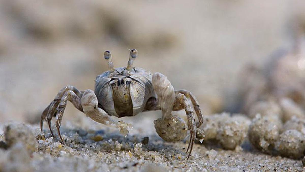 Mikroplastikler, Kum Yengeçlerinin Ölüm Oranlarını Artırıyor