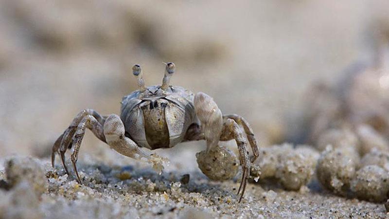 Mikroplastikler, Kum Yengeçlerinin Ölüm Oranlarını Artırıyor
