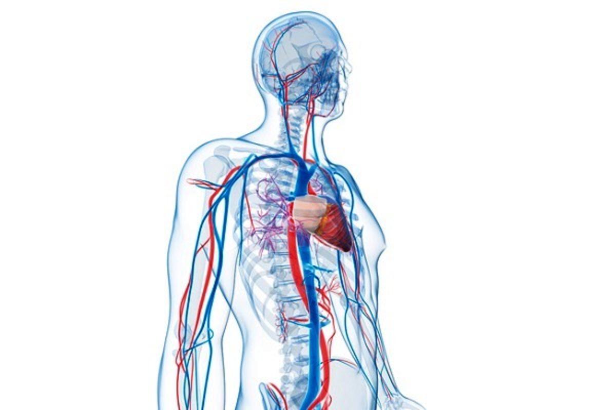 İnsan Vücudu Hakkında Bilinmesi Gereken 18 İlginç Gerçek