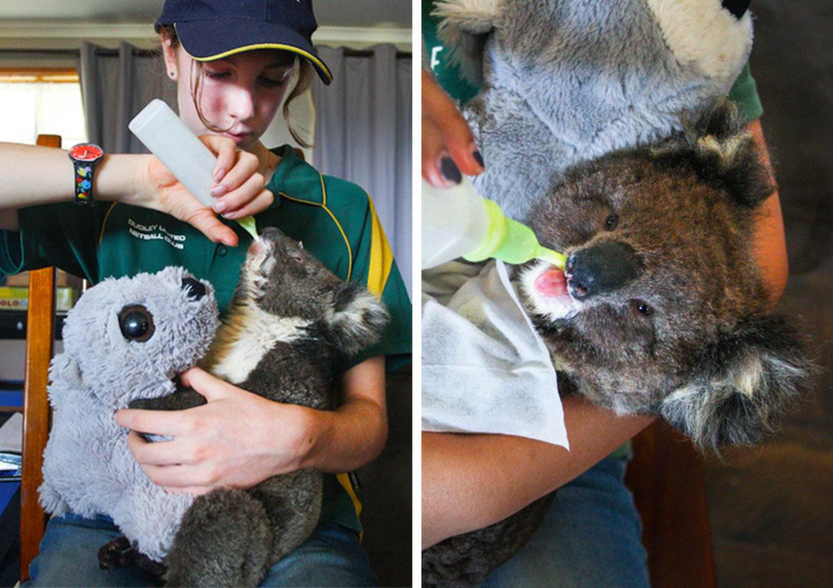 Avustralya Yangınının Bir Son Olmadığını Gösteren Umut Verici 10 Fotoğraf