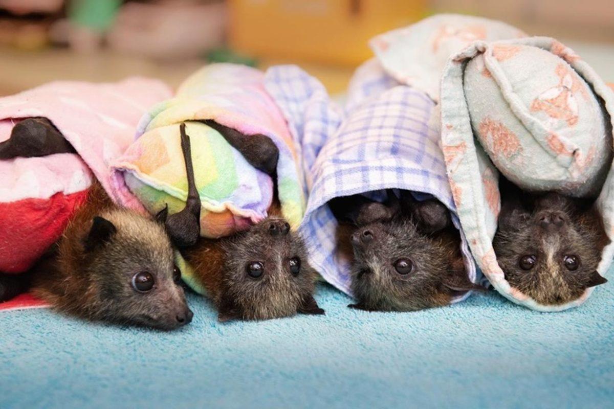 Avustralya Yangınının Bir Son Olmadığını Gösteren Umut Verici 10 Fotoğraf