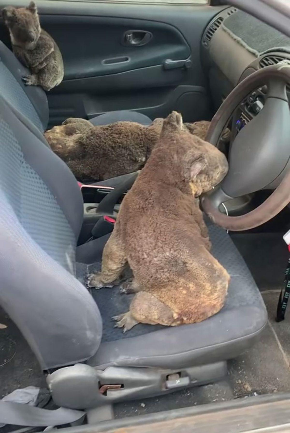 Avustralya Yangınının Bir Son Olmadığını Gösteren Umut Verici 10 Fotoğraf