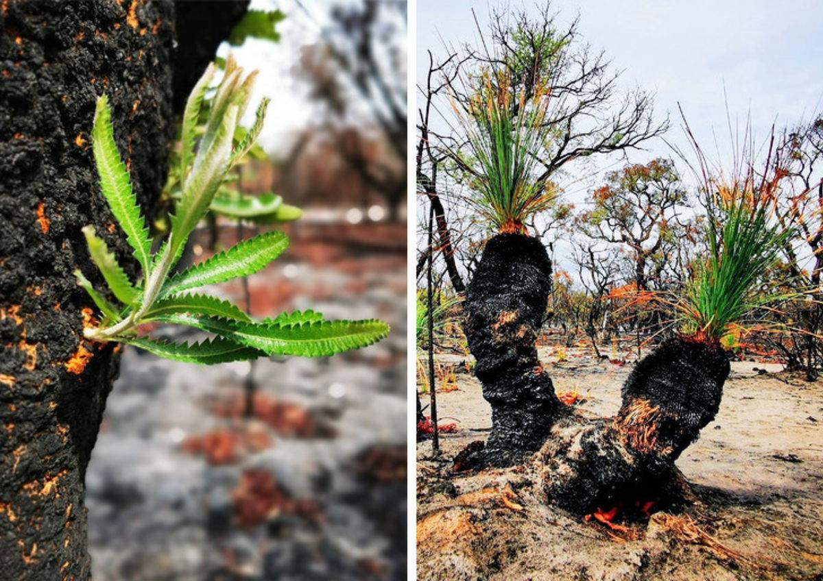 Avustralya Yangınının Bir Son Olmadığını Gösteren Umut Verici 10 Fotoğraf
