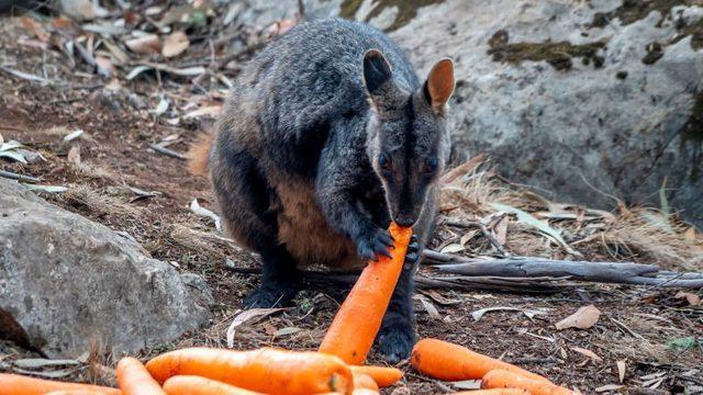 Avustralya Yangınının Bir Son Olmadığını Gösteren Umut Verici 10 Fotoğraf