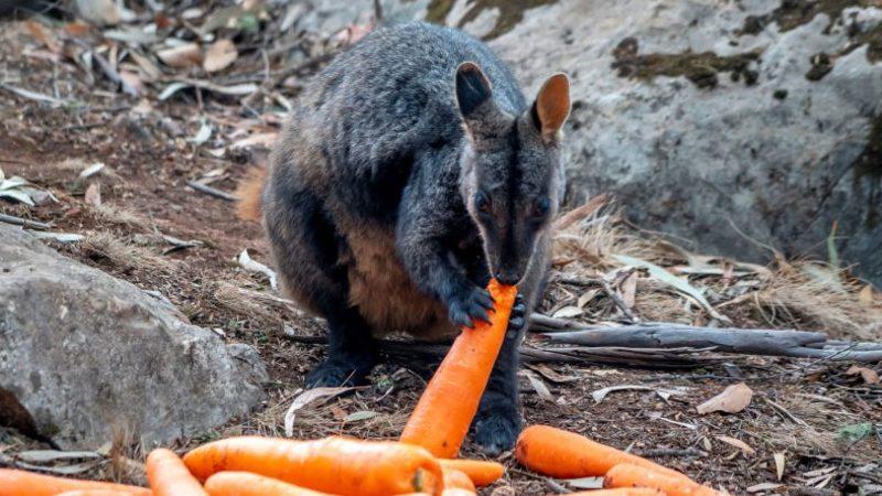 Avustralya Yangınının Bir Son Olmadığını Gösteren Umut Verici 10 Fotoğraf
