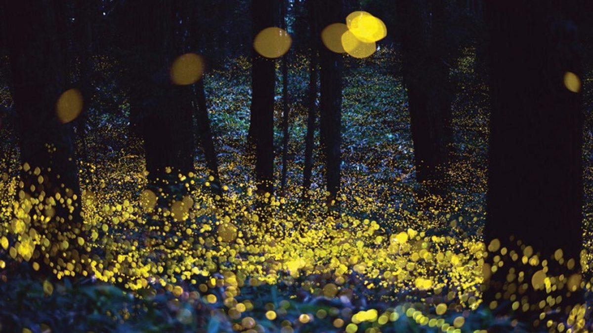 Fizikçiler, Farklılıkların Uyum Sağlayabileceğini Ortaya Çıkardı