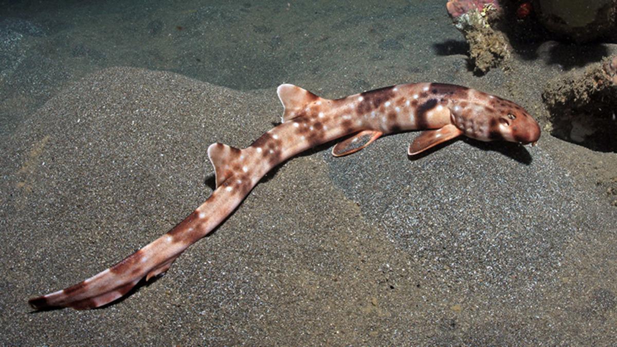 Bilim İnsanları, 5 Yeni ’Yürüyen Köpek Balığı’ Türü Keşfetti