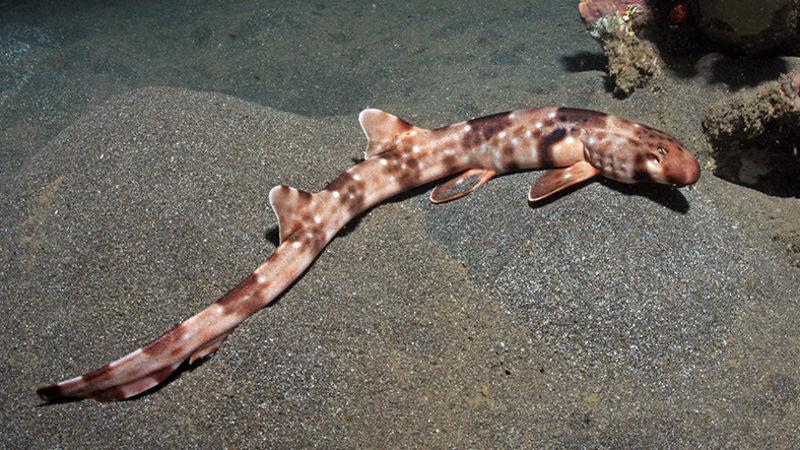 Bilim İnsanları, 5 Yeni ’Yürüyen Köpek Balığı’ Türü Keşfetti